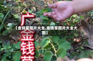 【金钱草图片大全,金钱草图片大全大图】