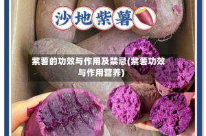 紫薯的功效与作用及禁忌(紫薯功效与作用营养)