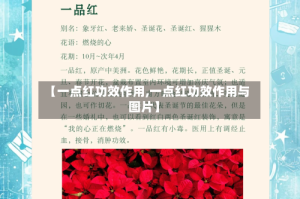 【一点红功效作用,一点红功效作用与图片】