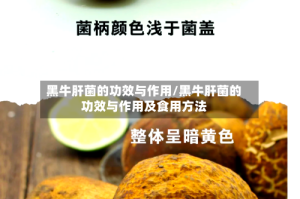 黑牛肝菌的功效与作用/黑牛肝菌的功效与作用及食用方法