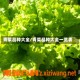 青菜品种大全/青菜品种大全一览表