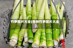 竹笋图片大全(各种竹笋图片大全)