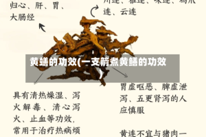 黄蟮的功效(一支箭煮黄鳝的功效)
