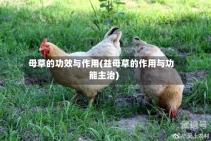 母草的功效与作用(益母草的作用与功能主治)