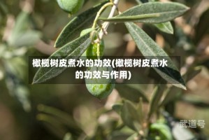 橄榄树皮煮水的功效(橄榄树皮煮水的功效与作用)