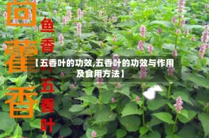 【五香叶的功效,五香叶的功效与作用及食用方法】
