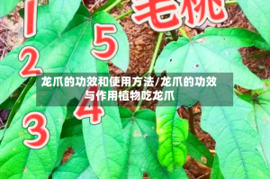 龙爪的功效和使用方法/龙爪的功效与作用植物吃龙爪