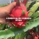 火龙果图片大全大图/火龙果长什么样子图片