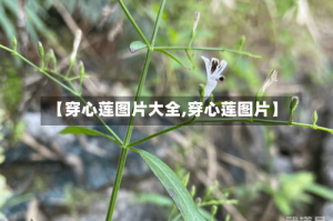 【穿心莲图片大全,穿心莲图片】