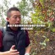 金樱子泡水喝的功效(金樱子泡水喝的功效与禁忌)