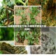 马蜂菜的做法大全(马蜂菜的做法大全视频)