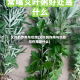 艾叶的作用与功效(艾叶的作用与功效与作用是什么)