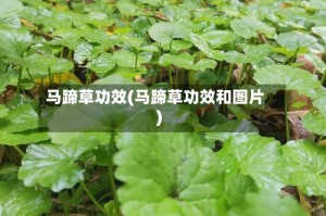 马蹄草功效(马蹄草功效和图片)