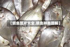 【鲷鱼图片大全,鲷鱼种类图解】