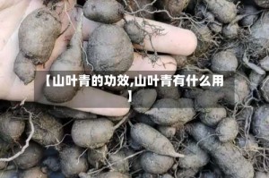 【山叶青的功效,山叶青有什么用】