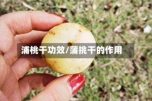 浦桃干功效/蒲挑干的作用