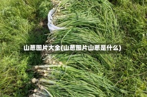 山葱图片大全(山葱图片山葱是什么)