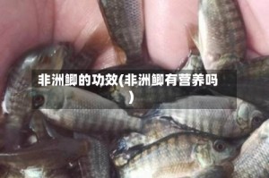 非洲鲫的功效(非洲鲫有营养吗)
