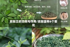 胶股兰的功效与作用/绞股蓝有6个害处