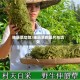 抽筋菜功效/抽筋草的图片与功效
