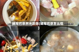 猪尾巴草熬水功效(猪尾巴草怎么吃)