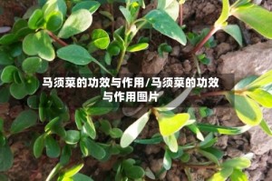 马须菜的功效与作用/马须菜的功效与作用图片