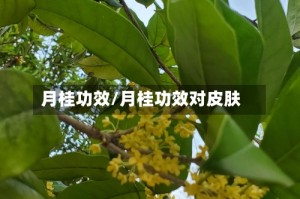 月桂功效/月桂功效对皮肤