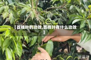 【荔枝叶的功效,荔枝叶有什么功效】
