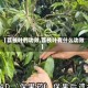 【荔枝叶的功效,荔枝叶有什么功效】