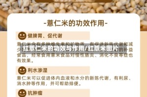 红薏仁米的功效与作用/红薏米图片