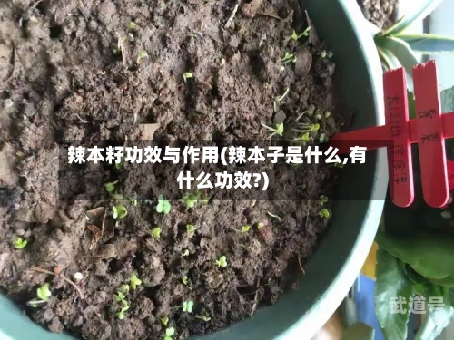 辣本籽功效与作用(辣本子是什么,有什么功效?)-第2张图片