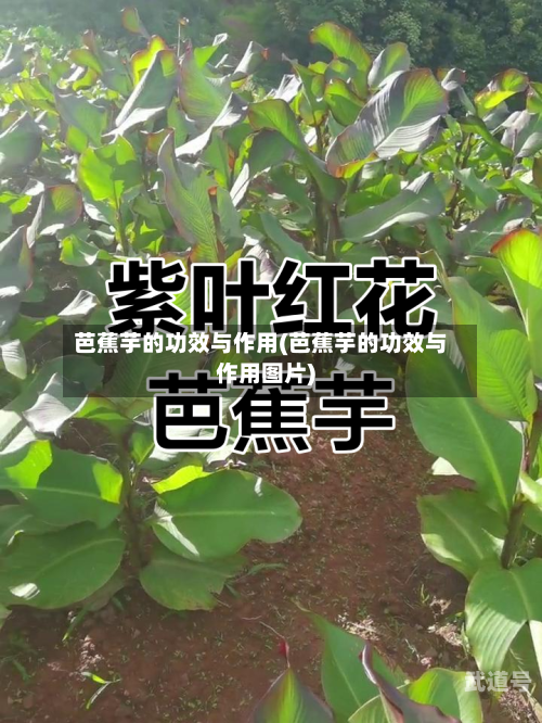 芭蕉芋的功效与作用(芭蕉芋的功效与作用图片)-第1张图片