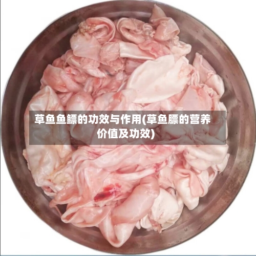 草鱼鱼鳔的功效与作用(草鱼膘的营养价值及功效)-第3张图片