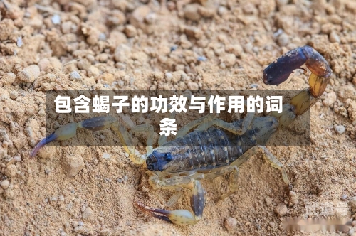 包含蝎子的功效与作用的词条-第2张图片