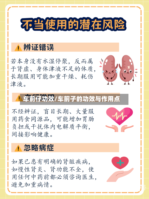 车前仔功效/车前子的功效与作用点-第3张图片