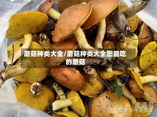 蘑菇种类大全/蘑菇种类大全图能吃的蘑菇-第1张图片