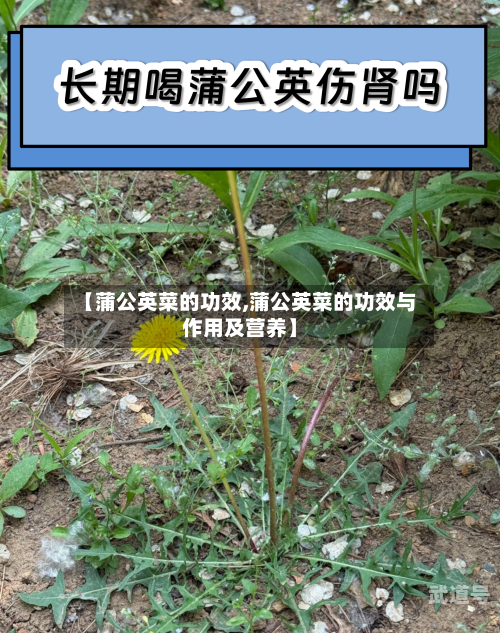 【蒲公英菜的功效,蒲公英菜的功效与作用及营养】-第3张图片