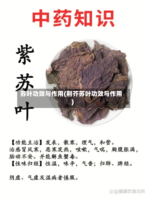 苏叶功效与作用(荆芥苏叶功效与作用)-第1张图片