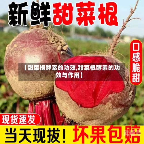【甜菜根酵素的功效,甜菜根酵素的功效与作用】-第2张图片